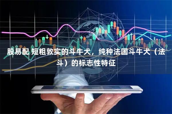 股易配 短粗敦实的斗牛犬，纯种法国斗牛犬（法斗）的标志性特征